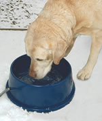 Thermal-Bowl