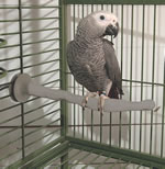 Thermo-Perch